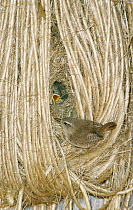 Eurasian Wren (Troglodytes troglodytes) chicks in nest among coils of twine calling to parent, Europe