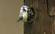 Blue Tit (Cyanistes caeruleus) parent at nest entrance with a caterpillar in its mouth, Europe