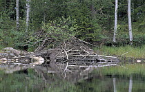 European Beaver (Castor fiber) lodge, Europe