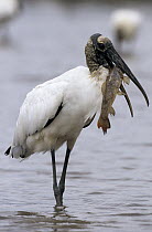 Wood Stork (Mycteria americana) wading through shallow water with fish in its mouth, Guyana
