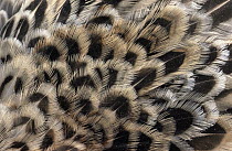 Ring-necked Pheasant (Phasianus colchicus) close up of female's feathers, Europe