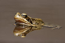 Common Frog (Rana temporaria) half-submerged in water with reflection, Europe