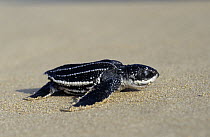 Leatherback Sea Turtle (Dermochelys coriacea) hatchling crawling to the water, Shell Beach, Guyana