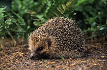Brown-breasted Hedgehog (Erinaceus europaeus) adult, Europe