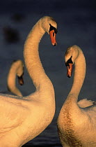 Mute Swan (Cygnus olor) two adults, Europe