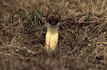 Short-tailed Weasel (Mustela erminea) alert adult emerging from burrow, Europe