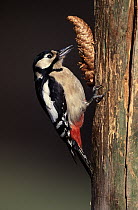 Great Spotted Woodpecker (Dendrocopos major) adult on tree trunk with a Pine (Pinus sp) cone, Europe