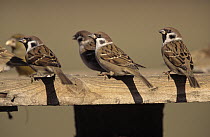 Tree Sparrow (Passer montanus) group at bird feeder, Europe