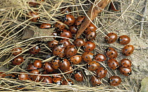 Seven-spotted Ladybird (Coccinella septempunctata) roosting group, Europe