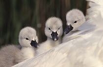 Mute Swan (Cygnus olor) three cygnets on the back of parent, Europe