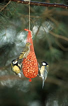 Great Tit (Parus major) two feeding on bag of peanuts with a Eurasian Siskin (Carduelis spinus) in winter, Europe