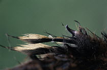 Hoatzin (Opisthocomus hoazin) close up of the vestigial claws on a chick's wing used for grasping, Guyana