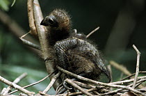 Hoatzin (Opisthocomus hoazin) chick, one week old, Guyana