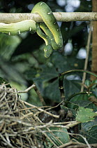 Hoatzin (Opisthocomus hoazin) nest with chicks approached by Green Tree Python (Morelia viridis), Guyana