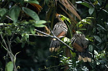 Hoatzin (Opisthocomus hoazin) pair foraging in rainforest, Guyana