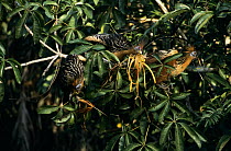 Hoatzin (Opisthocomus hoazin) trio feeding on water cacao, Guyana