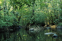 Hoatzin (Opisthocomus hoazin) habitat in tropical rainforest, Guyana