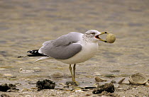 Ring-billed Gull (Larus delawarensis) foraging trash on beach, North America