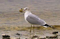 Ring-billed Gull (Larus delawarensis) foraging trash on beach, North America