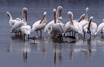 American White Pelican (Pelecanus erythrorhynchos) flock preening, Florida