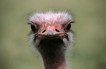 Ostrich (Struthio camelus) male, Africa