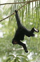 Black-handed Spider Monkey (Ateles geoffroyi) hanging by prehensile tail, Guyana