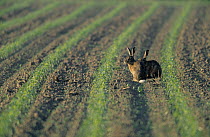European Hare (Lepus europaeus) pair in plowed field, Europe