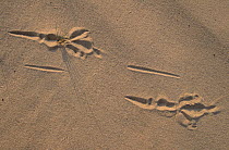 Ring-necked Pheasant (Phasianus colchicus) footprints in the sand, Europe