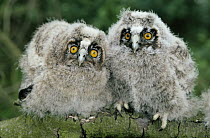 Long-eared Owl (Asio otus) two owlets, Europe
