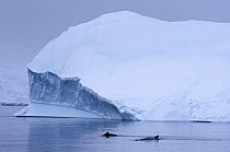 Humpback Whale (Megaptera novaeangliae) pair surfacing near iceberg, Antarctica