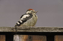 Middle Spotted Woodpecker (Dendrocopos medius) sitting on a fence, Europe