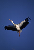 White Stork (Ciconia ciconia) flying, Europe