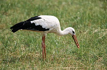 White Stork (Ciconia ciconia) foraging, Europe
