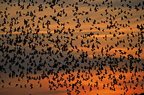 Common Starling (Sturnus vulgaris) flock flying at sunset, Europe