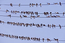 Common House Martin (Delichon urbicum) large group on cables, Europe