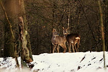 Western Roe Deer (Capreolus capreolus) two females in snowy woods, Europe