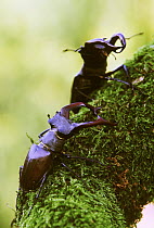 Stag Beetle (Lucanus cervus) two males fighting, Europe