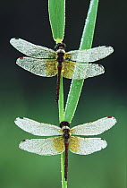 Yellow-winged Darter (Sympetrum flaveolum) pair with dew on their wings, western Europe
