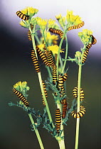 Cinnabar Moth (Tyria jacobaeae) caterpillars feeding on Ragwort which is toxic to livestock, Europe