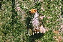 Buff-tip (Phalera bucephala) moth on tree trunk, Europe