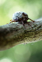 Common Cockchafer (Melolontha melolontha) beetle on branch, Europe