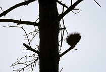 Eurasian Red Squirrel (Sciurus vulgaris) silhouetted on branch, Europe