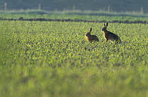 European Hare (Lepus europaeus) pair in field, Europe