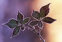 Bramble (Rubus sp), blackberry leaves covered with frost, Europe