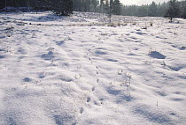 European Rabbit (Oryctolagus cuniculus) tracks in snow, Europe