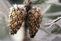 Scotch Pine (Pinus sylvestris) cones with frost, Europe