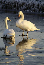 Mute Swan (Cygnus olor) pair on ice, Europe