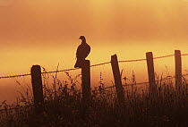 Common Wood-pigeon (Columba palumbus) on fence in morning mist, Europe
