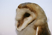 Barn Owl (Tyto alba) portrait, Europe