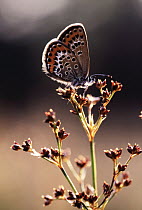 Silver-studded Blue (Plebejus argus) butterfly on plant, Europe